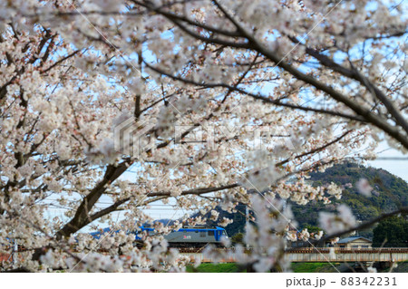 満開の桜と貨物列車 満開の桜と貨物列車 88342231