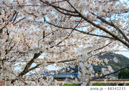 満開の桜と貨物列車 満開の桜と貨物列車 88342235