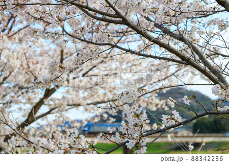 満開の桜と貨物列車 満開の桜と貨物列車 88342236
