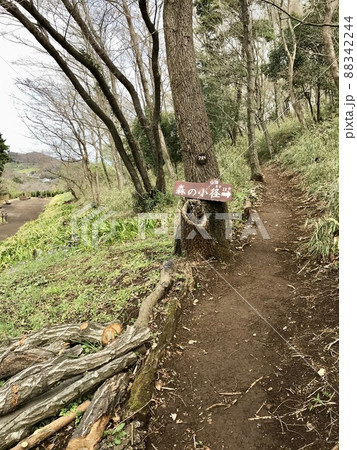 いせはら塔の山緑地公園 森の小径 いせはら塔の山緑地公園 森の小径 88342244