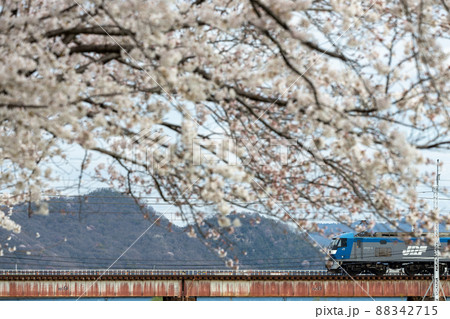 満開の桜と貨物列車 満開の桜と貨物列車 88342715
