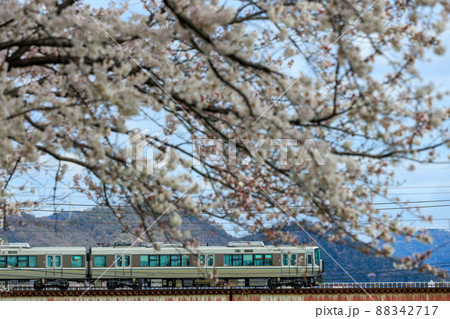 満開の桜と列車 満開の桜と列車 88342717