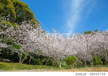 春日和、花見日和の写真素材 [88342729] - PIXTA