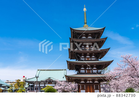 春の覚王山日泰寺、満開の桜〈愛知県名古屋市〉 春の覚王山日泰寺、満開の桜〈愛知県名古屋市〉 88342730