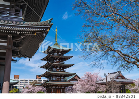 春の覚王山日泰寺、満開の桜〈愛知県名古屋市〉 88342801