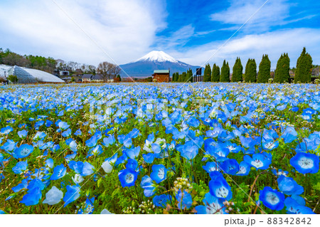 富士山とネモフィラ 花畑 富士山とネモフィラ 花畑 88342842