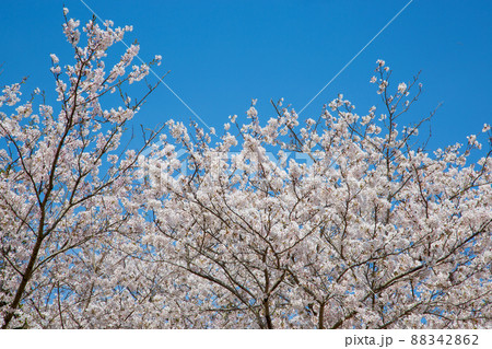 春日和、花見日和 88342862