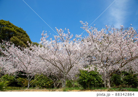 春日和、花見日和 88342864