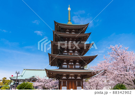 春の覚王山日泰寺、満開の桜〈愛知県名古屋市〉 88342902