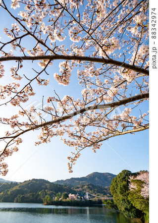 和歌山 桜 亀池公園 和歌山 桜 亀池公園 88342974