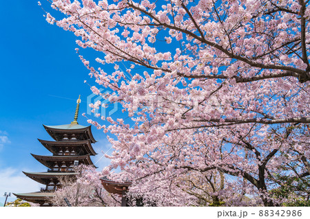 春の覚王山日泰寺、満開の桜〈愛知県名古屋市〉 88342986
