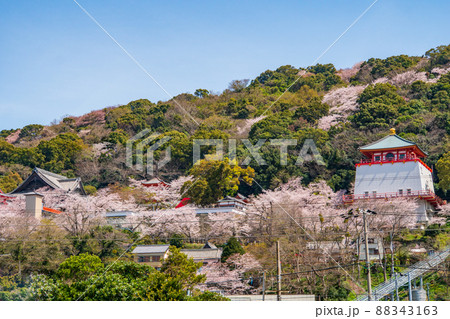 和歌山　桜　紀三井寺 88343163