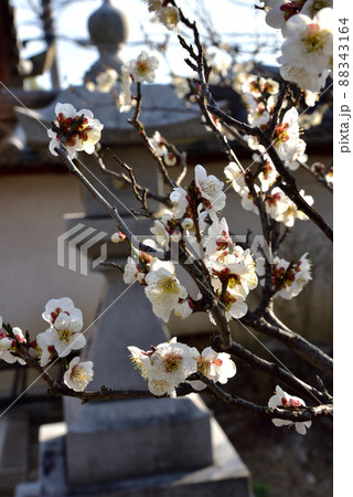 菅原天満宮の梅の花 菅原天満宮の梅の花 88343164