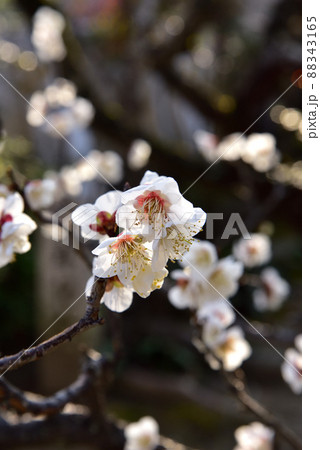 菅原天満宮の梅の花 菅原天満宮の梅の花 88343165