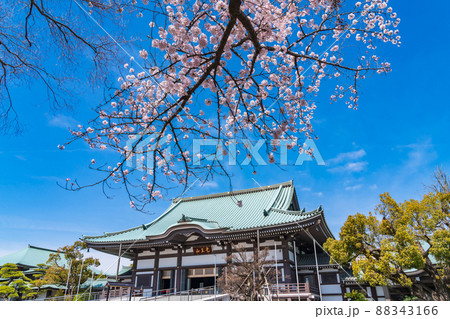 春の覚王山日泰寺、満開の桜〈愛知県名古屋市〉 春の覚王山日泰寺、満開の桜〈愛知県名古屋市〉 88343166
