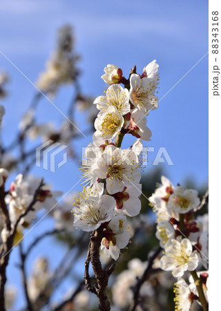 菅原天満宮の梅の花 菅原天満宮の梅の花 88343168