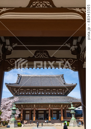 春の東別院、満開の桜〈愛知県名古屋市〉 春の東別院、満開の桜〈愛知県名古屋市〉 88343505