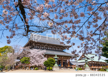 春の東別院、満開の桜〈愛知県名古屋市〉 88343535