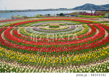 一面に広がるチューリップ畑 88343582
