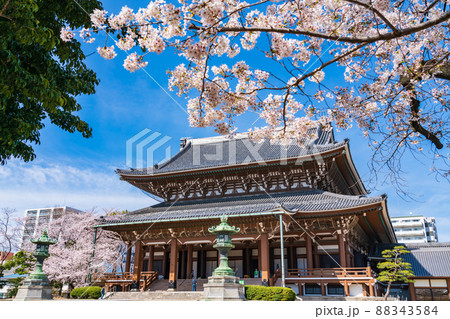 春の東別院、満開の桜〈愛知県名古屋市〉 88343584