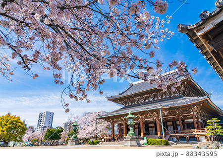 春の東別院、満開の桜〈愛知県名古屋市〉 88343595