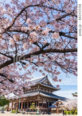 春の東別院、満開の桜〈愛知県名古屋市〉 88343598