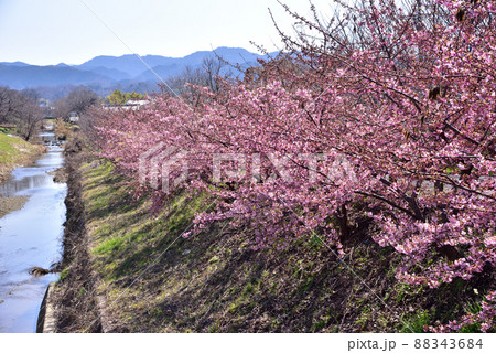 飛鳥川の藤原京大橋の桜並木(河津桜) 飛鳥川の藤原京大橋の桜並木(河津桜) 88343684