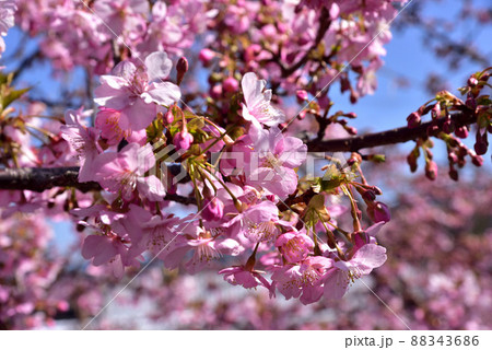 飛鳥川の藤原京大橋の桜並木(河津桜) 飛鳥川の藤原京大橋の桜並木(河津桜) 88343686