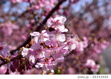 飛鳥川の藤原京大橋の桜並木(河津桜) 飛鳥川の藤原京大橋の桜並木(河津桜) 88343688