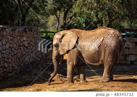 A large adult elephant walks in an Israeli safari A large adult elephant walks in an Israeli safari 88343732