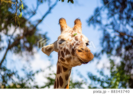 The giraffe lives in the Israel zoo. Close-up of a giraffe eating 88343740