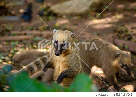 A nosoha animal in the forest is looking for food 88343751