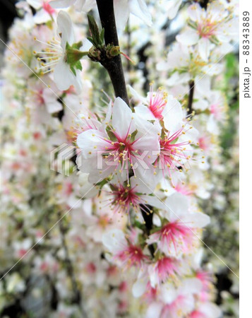 ニワウメ 88343889