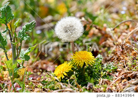 たんぽぽの綿毛 88343964