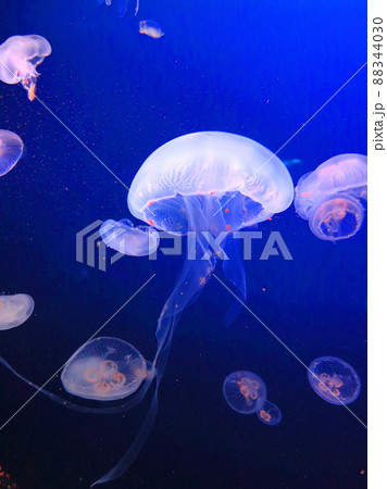 広島マリホ水族館 広島マリホ水族館 88344030