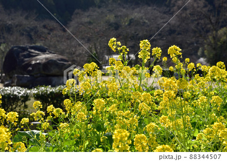 石舞台展望台の菜の花 88344507