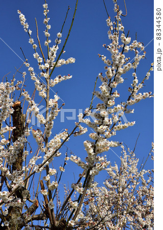 明日香村 八釣マキト古墳公園の梅の花 88344580