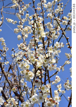 明日香村 八釣マキト古墳公園の梅の花 明日香村 八釣マキト古墳公園の梅の花 88344588