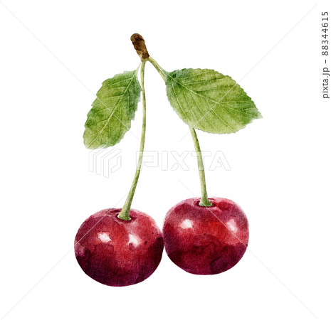 Watercolor cherry with leaf isolated on white background. 88344615
