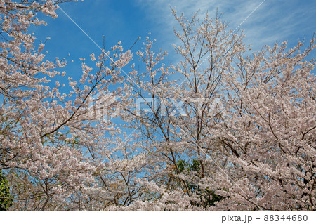 春日和×花見日和 88344680