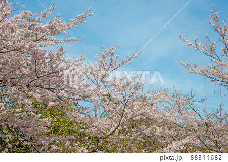 春日和×花見日和 春日和×花見日和 88344682