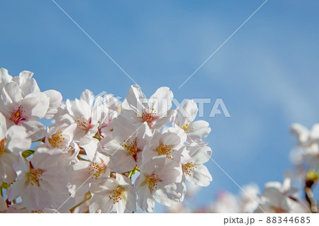 春日和×花見日和 春日和×花見日和 88344685