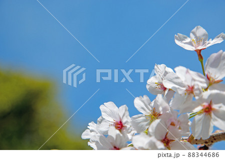 春日和×花見日和 春日和×花見日和 88344686