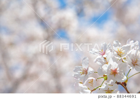 春日和×花見日和 春日和×花見日和 88344691
