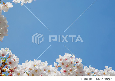 春日和×花見日和 春日和×花見日和 88344697