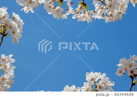 春日和×花見日和 春日和×花見日和 88344698