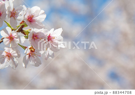 春日和×花見日和 88344708