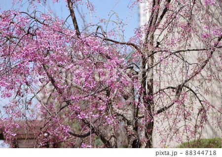 ヤエベニシダレという品種の桜 88344718