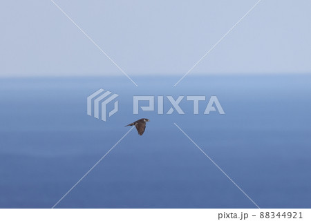 海上を飛翔するオオタカの成鳥 海上を飛翔するオオタカの成鳥 88344921