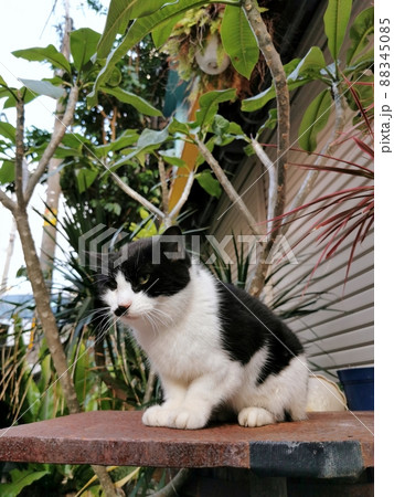 沖縄　那覇　桜坂通りのネコたち 88345085